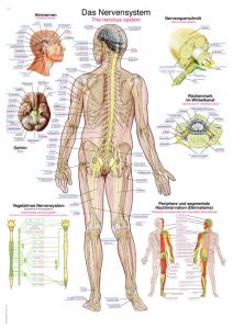 Anatomiske Plakater - - Uddannelsesmidler | FysioSupplies.dk