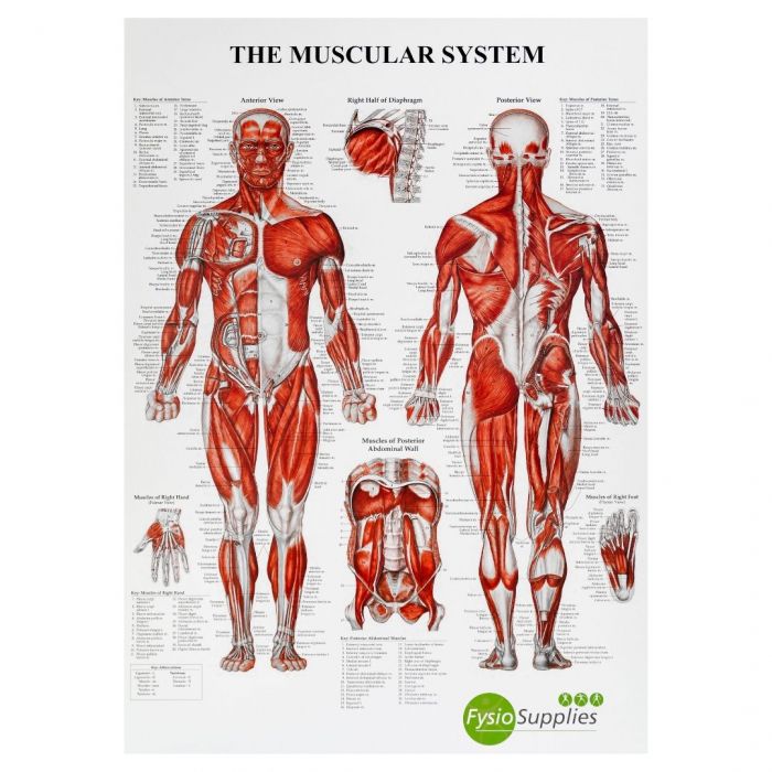 intelligens Bonde atlet Poster the Human Muscular System 50 x 70 cm | FysioSupplies.dk
